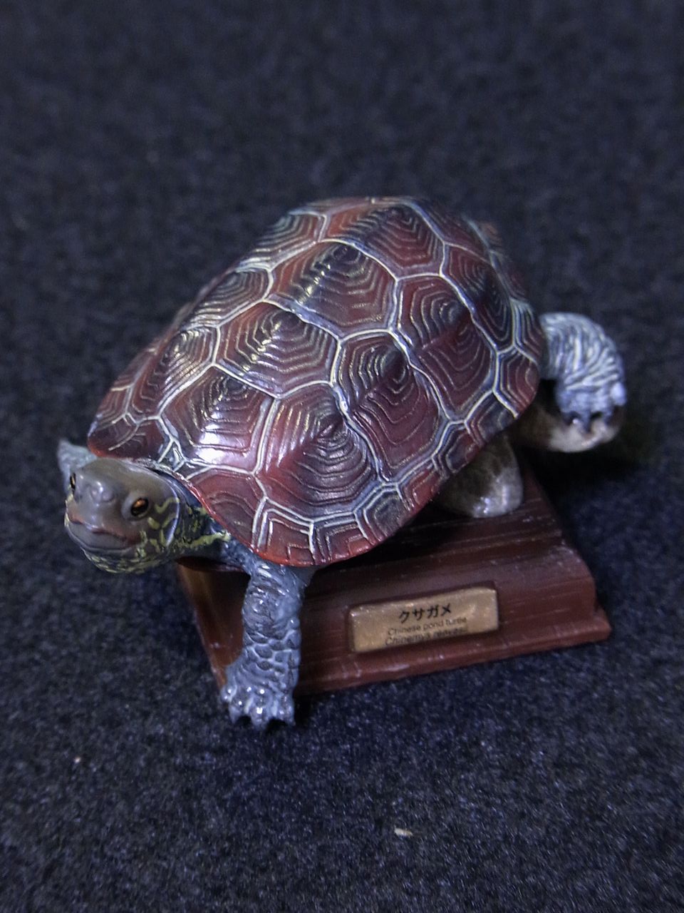 ネイチャーテクニカラー,クサガメ