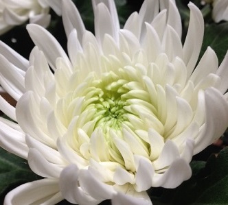 菊