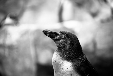 ペンギン