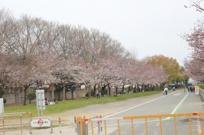 さくら遠景１