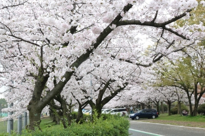 桜満開１