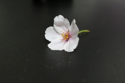 桜の花