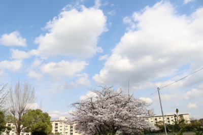 青空と桜１