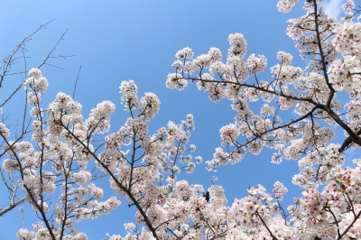 青空と桜２