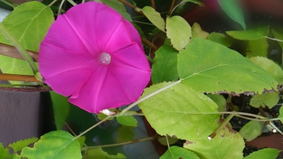 ピンクの朝顔の花