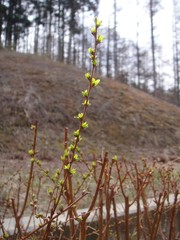 ユキヤナギの新芽