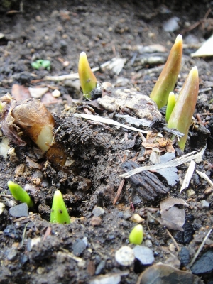 キバナカタクリの芽