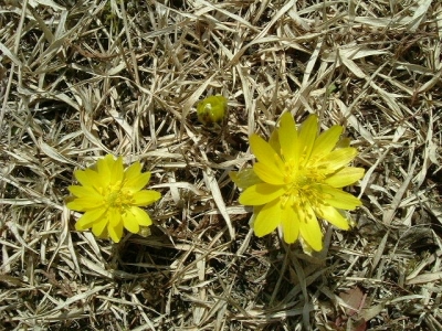 フクジュソウの芽