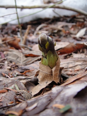 フクジュソウの芽