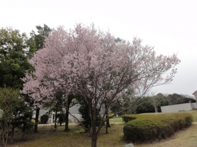 首都大学東京の桜