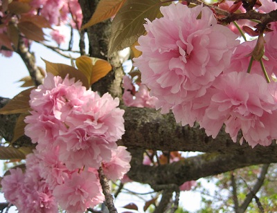 八重桜〜
