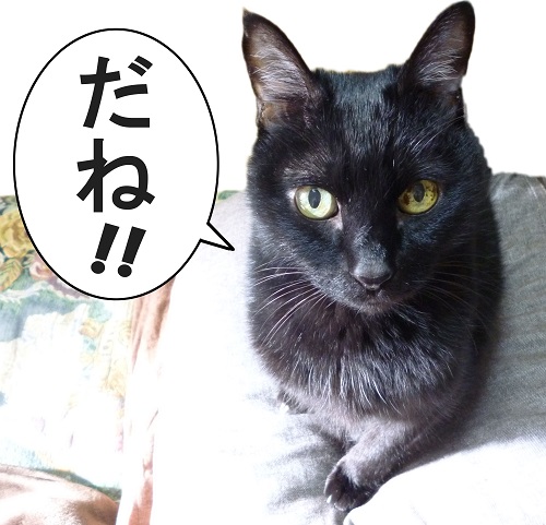 バッキーかわゆすぎ