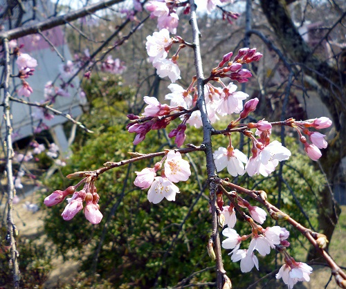 しだれ