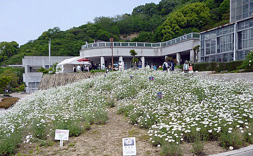 除虫菊