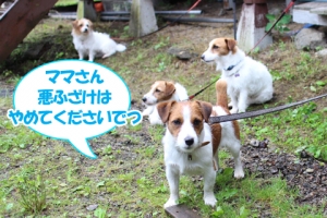 西湖でデイキャンプ