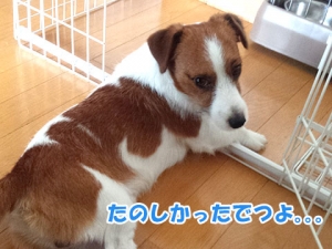 サンちゃん