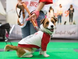 DOG!フェスタ