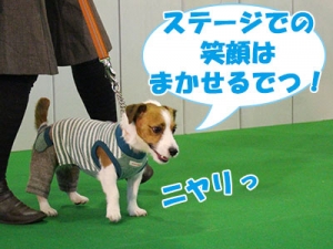 ジャックラッセルテリア