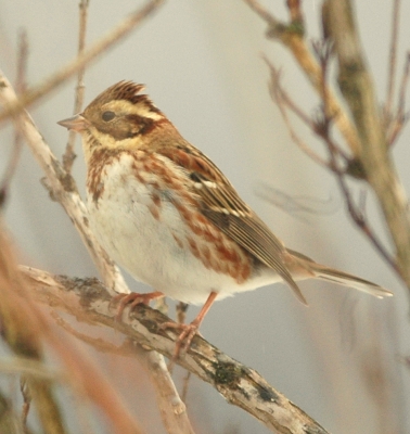 冬の野鳥を見かけています 小鳥の森自然情報