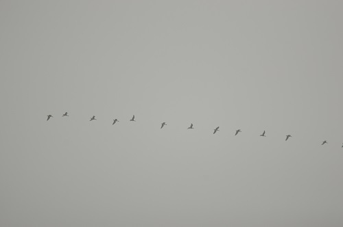 小鳥 小鳥の森自然情報