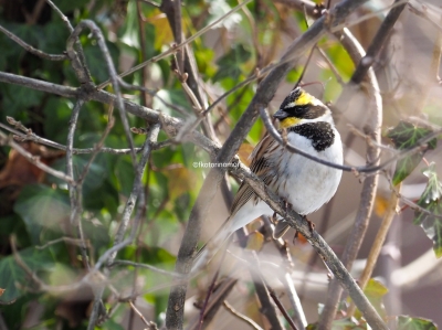 木製の鳥の彫刻 ミヤマホオジロ バードカービング 木彫りの野鳥