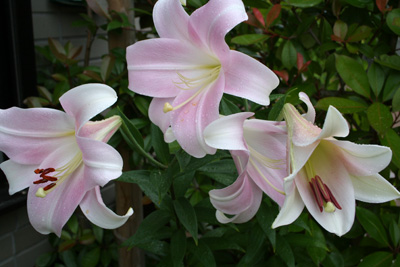 ゆりと薔薇 花とつれづれ日記