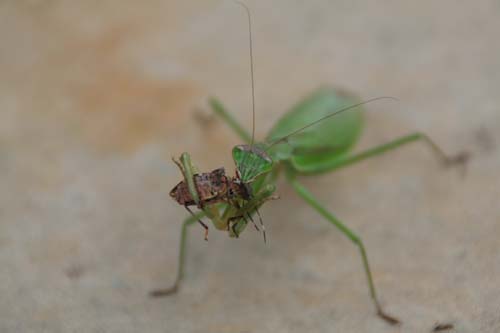 重大ニュース カマキリはカメムシの天敵か 岩木山のここだけの話