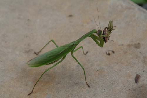 重大ニュース カマキリはカメムシの天敵か 岩木山のここだけの話