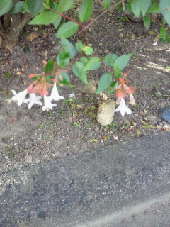 2011110911380000.jpg