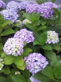 2012061819010000.jpg