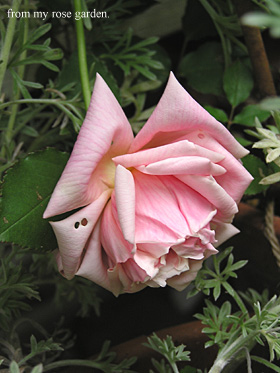 mme.lombard