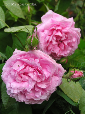 chambord