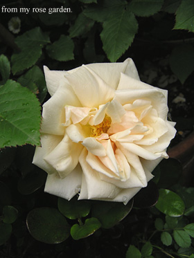 sahurano
