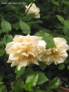 sahurano