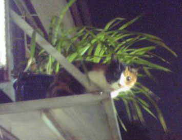 hachi