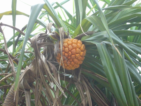 CIMG0540.jpg