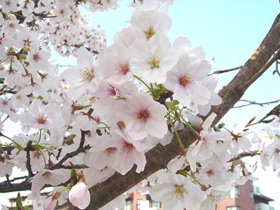 桜