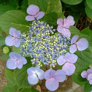 紫陽花