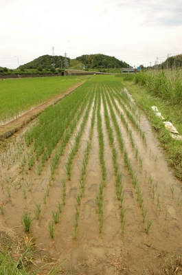草取り終了