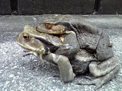 かえるくん横から