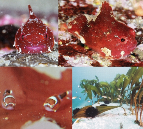 「ダンゴウオ 海の底から見た震災と再生」