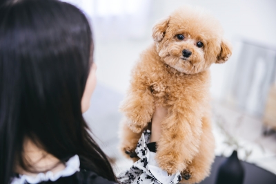 犬と私と執行官