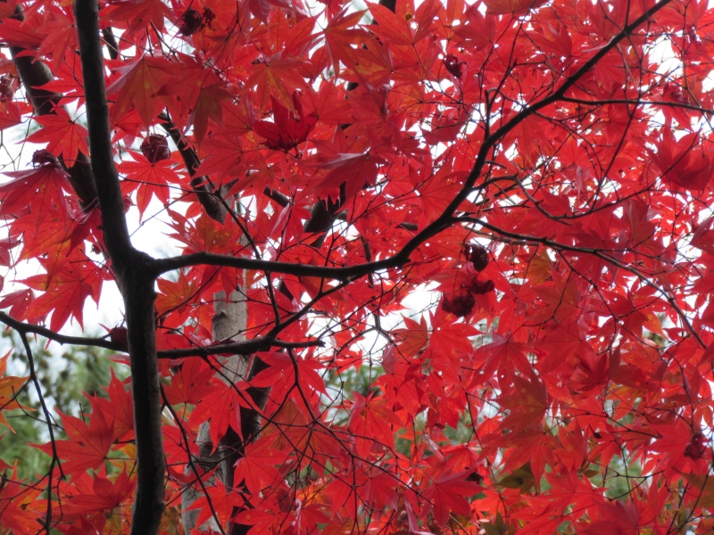 新潟県の紅葉狩り人気スポットめぐり