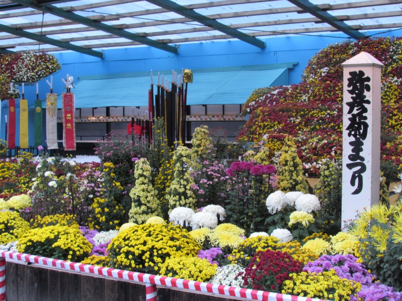 弥彦神社(彌彦神社)の奉納菊花展