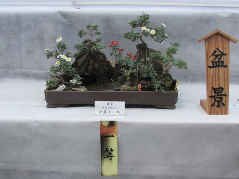 一等の盆景(盆栽)新潟県新潟市西蒲区の伊藤小一郎氏