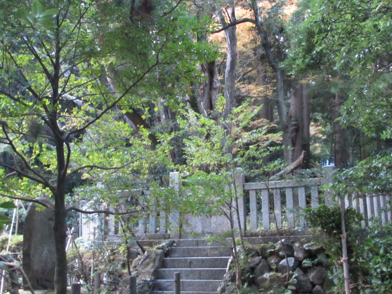 樹齢1000年の椎の木