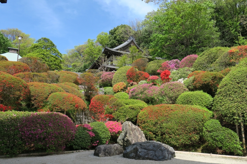 川崎市の「つつじ寺」等覺寺のつつじが満開