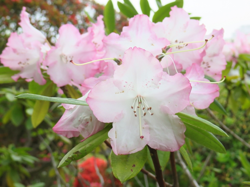 つつじの花を拡大して撮影