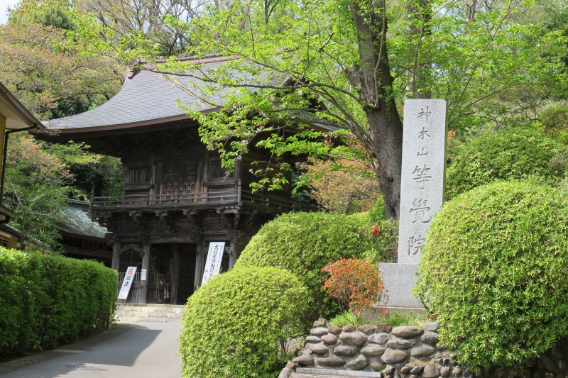 春の日帰りドライブ首都圏版のおすすめ川崎市の「つつじ寺」等覺院（等覚院）