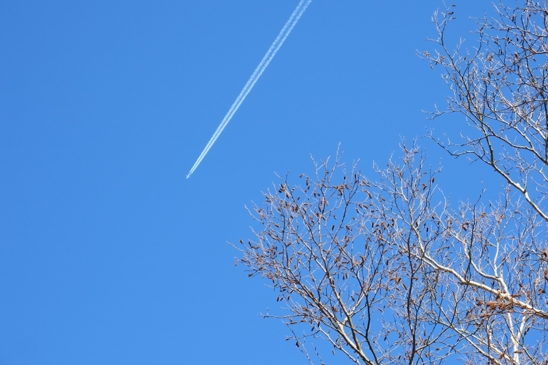 青い空と木と飛行機雲